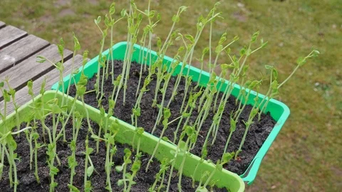Pea seedlings in a container Stock Footage 88598629