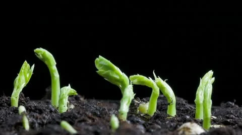 Pea seeds germination Stock Footage 10763334