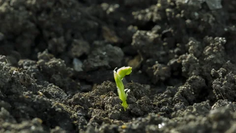 Pea Shoot Growing Tracking Timelapse Food Stock Footage 172194186