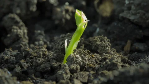 Pea Shoot Growing Tracking Timelapse Food Stock Footage 172220145