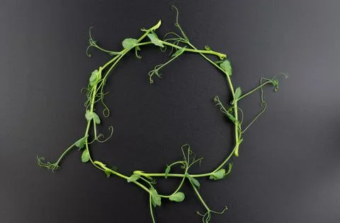 Pea sprouts are lined with a ring on a black background with space for text. Stock Photos