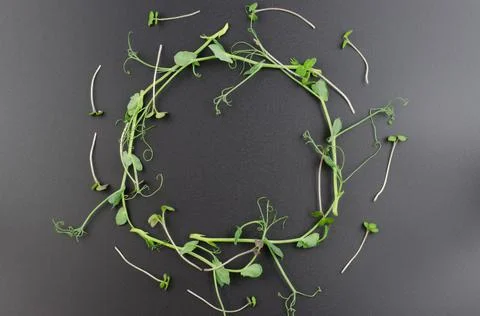 Pea sprouts are lined with a ring on a black background with space for text. Stock Photos
