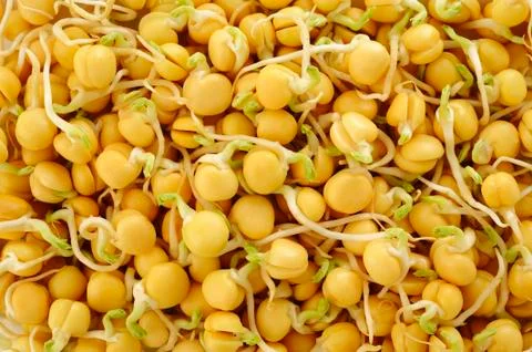 Pea sprouts background Stock Photos