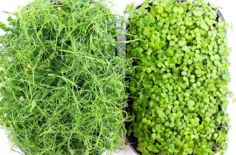 Pea sprouts box, selective focus, top view. Microgreen on a white background Stock Photos