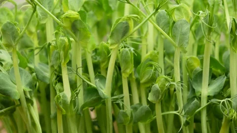 Pea sprouts, dolly shot. Micro greens, side view. Stock Footage 149426415