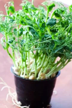 Pea sprouts Foto stock