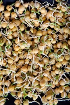 Pea sprouts Stock Photos
