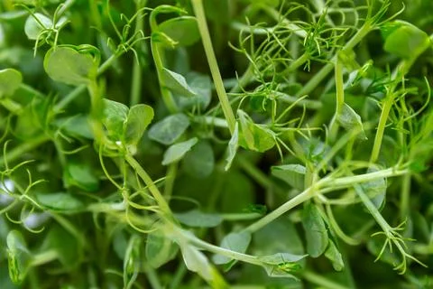 Pea Sprouts Stock Photos