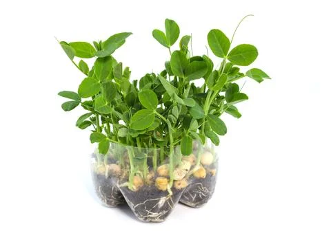Pea sprouts in a plastic container on a white background. Stock Photos