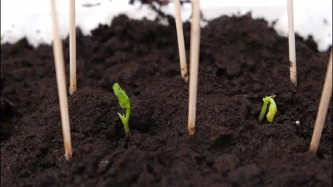 Pea sprouts sprout through ground. Timelapse growth greenery. Accelerated video Stock Footage 220615837