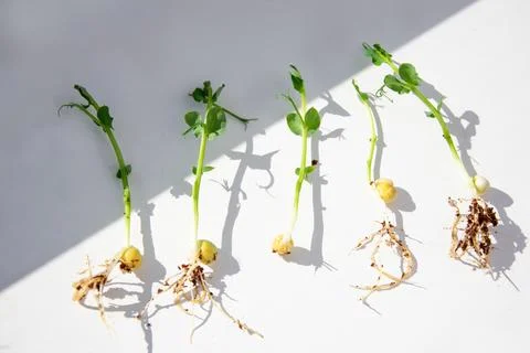 Pea sprouts on a white background. Set. Microgreens. Stock Photos