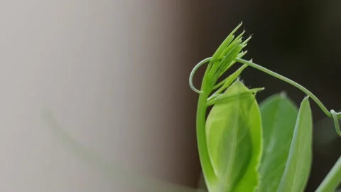 Pea stalk Stock Footage 131207819