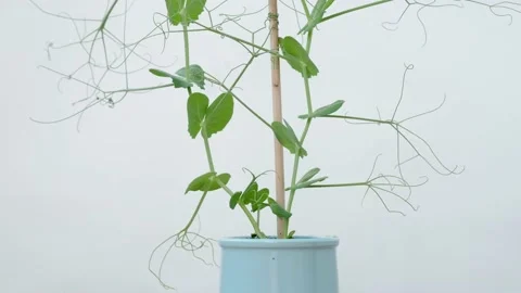 Pea stalk Stock Footage 131207987