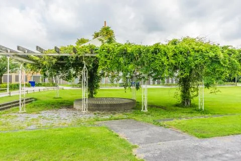 Pea tree with beans walking path Stock Photos