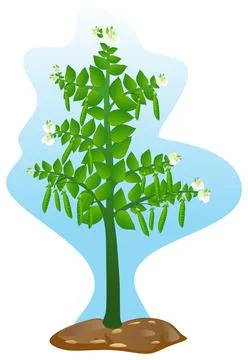 Pea tree with flower and fruit vector drawing isolated background blue sky soil Stock Illustration