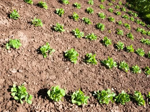 Pea in the vegetable garden Stock Photos