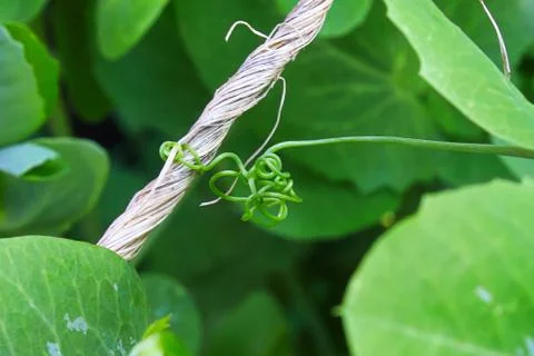 A pea vine curling around a string Stock Photos
