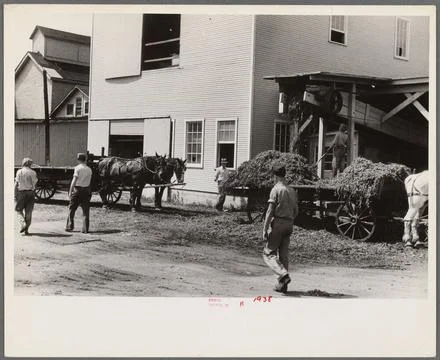 At a pea vinery, central Ohio. Loading waste to be taken back to his farm ... Stockfoto's