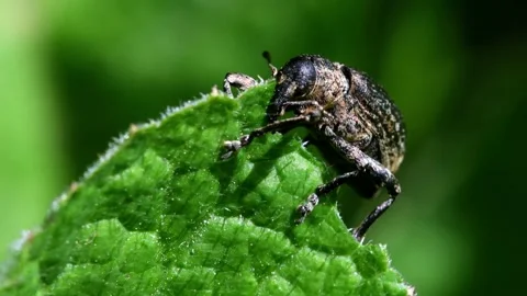 Pea Weevil - Sitona hispidulus Stockbeeldmateriaal 138938207