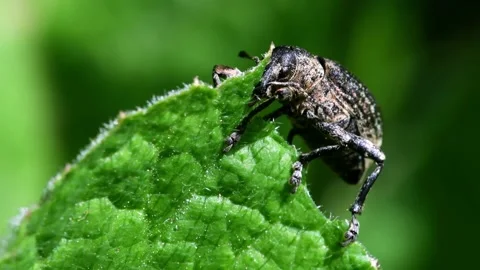 Pea Weevil - Sitona hispidulus Stockbeeldmateriaal 138938250