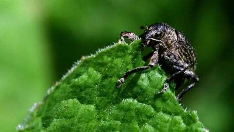 Pea Weevil - Sitona hispidulus Stock-Footage 138938296