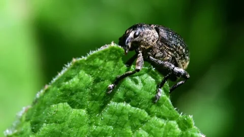 Pea Weevil - Sitona hispidulus Stock-Footage 138938361