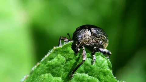 Pea Weevil - Sitona hispidulus Stock Footage 138938418