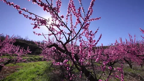 Peac trees sunlight Video stock 148550537