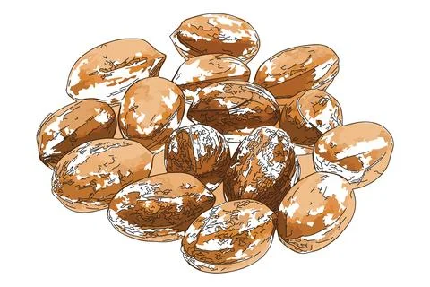 Peacan nuts Stock Illustration