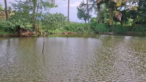 Peace and nature ecosystem concept Video stock 337938851