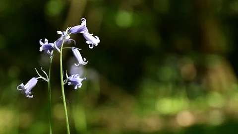 Peace and Quiet Stock Footage 108393088