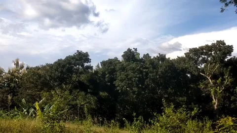 Peace of the Forest Horizon Vidéo 332602046