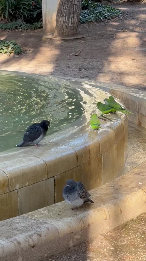 Peace by the Fountain Stock Footage 326774820