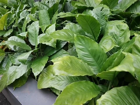 Peace lily Stock Footage 286800913