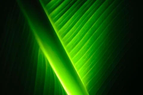 Peace lily leaf with light Stock Photos