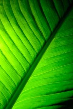Peace lily leaf with light Stock Photos