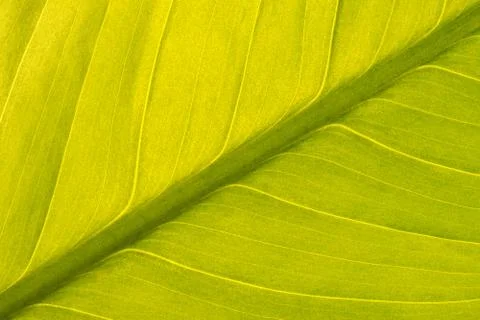 Peace Lily Leaf Stock Photos