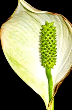 Peace lily Stock Photos