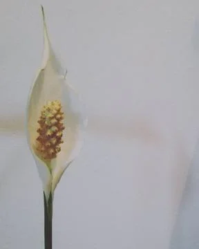 Peace Lily Foto stock