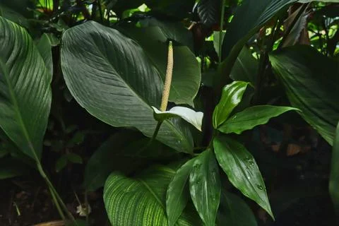 Peace lily Foto stock