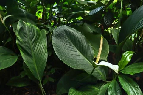 Peace lily Stock Photos