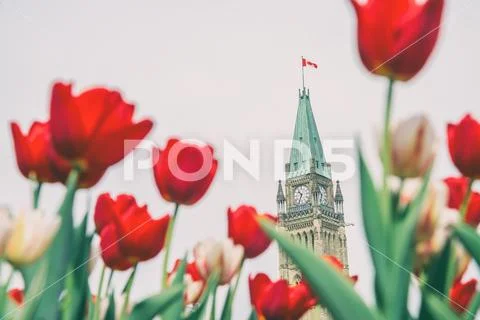 Peace Tower of Parliament building in Ottawa during Ottawa Tulip ...