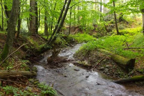 Peacefuk forest stream flow down among stones Stock Photos
