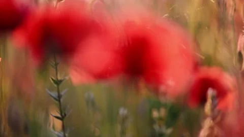A peaceful 4K slow-motion video of red poppies gently swaying in the wind under Stock Footage 295867359