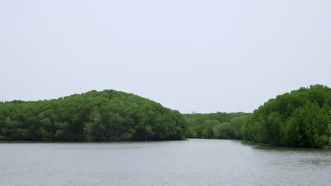 A peaceful 4K view of a calm river surrounded by lush green mangrove forests. Stock Footage 341653033