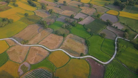 Peaceful aerial view of rice fields in Mekong Delta, Tri Ton, An Giang province Video stock 327214794