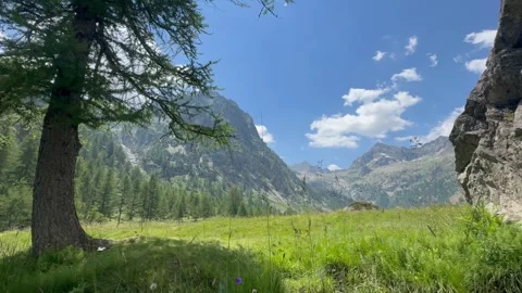 Peaceful Alpine Meadow with Pine Tree and Mountain Peaks in Summer. 库存影片 338303053