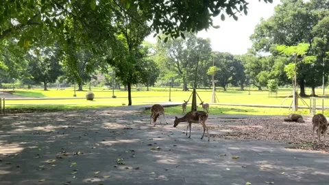 Peaceful and cool place a group of spotted deer looking for food Stock Footage 210281546