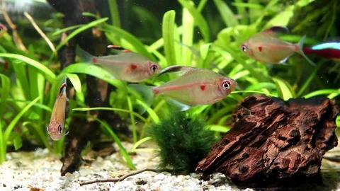 peaceful and relaxing blackwater Stock Video Pond5