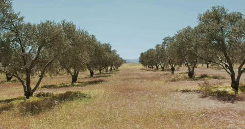 A peaceful and serene path winds through an olive orchard under a beautiful Stock Footage 286362355